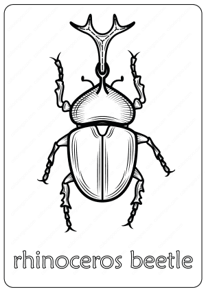 Animals Rhinoceros Beetle Coloring Pages Book