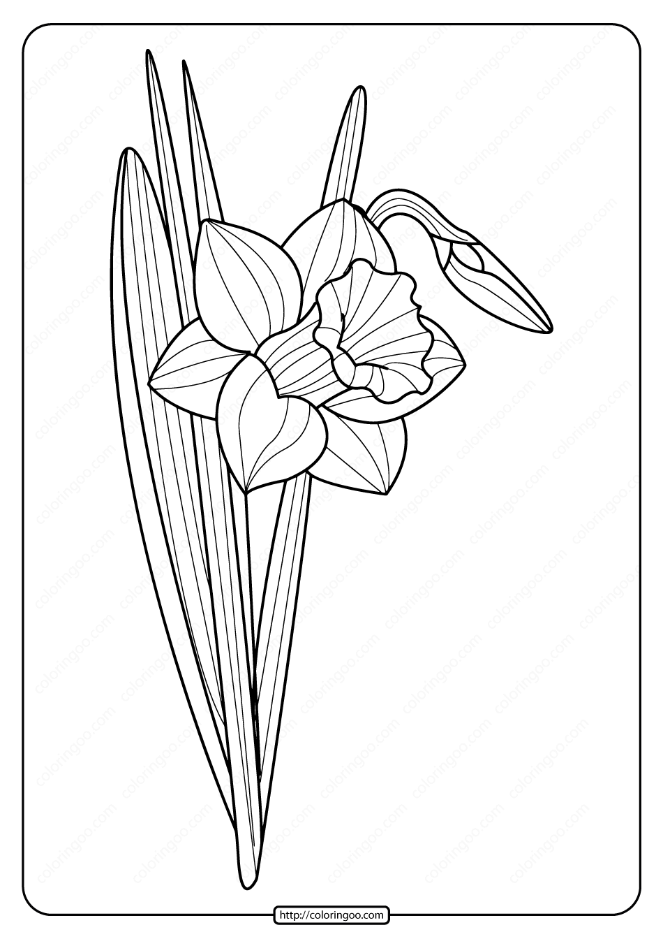 free printable daffodil pdf coloring page