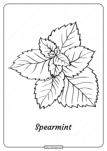 free printable spearmint outline pdf coloring page