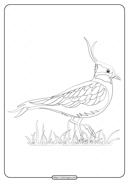 free printable animals lapwing pdf coloring page