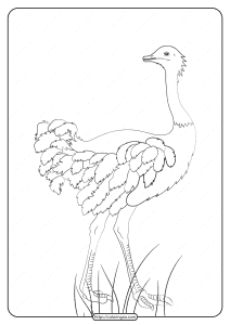 free printable animals ostrich pdf coloring page