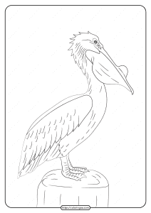 free printable animals pelican pdf coloring page