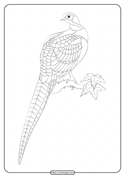 free printable animals pheasant pdf coloring page