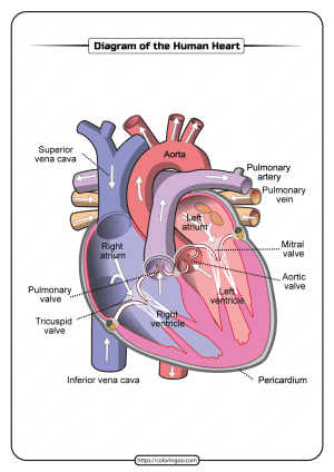 Printable Diagram of the Human Heart Pdf Worksheet