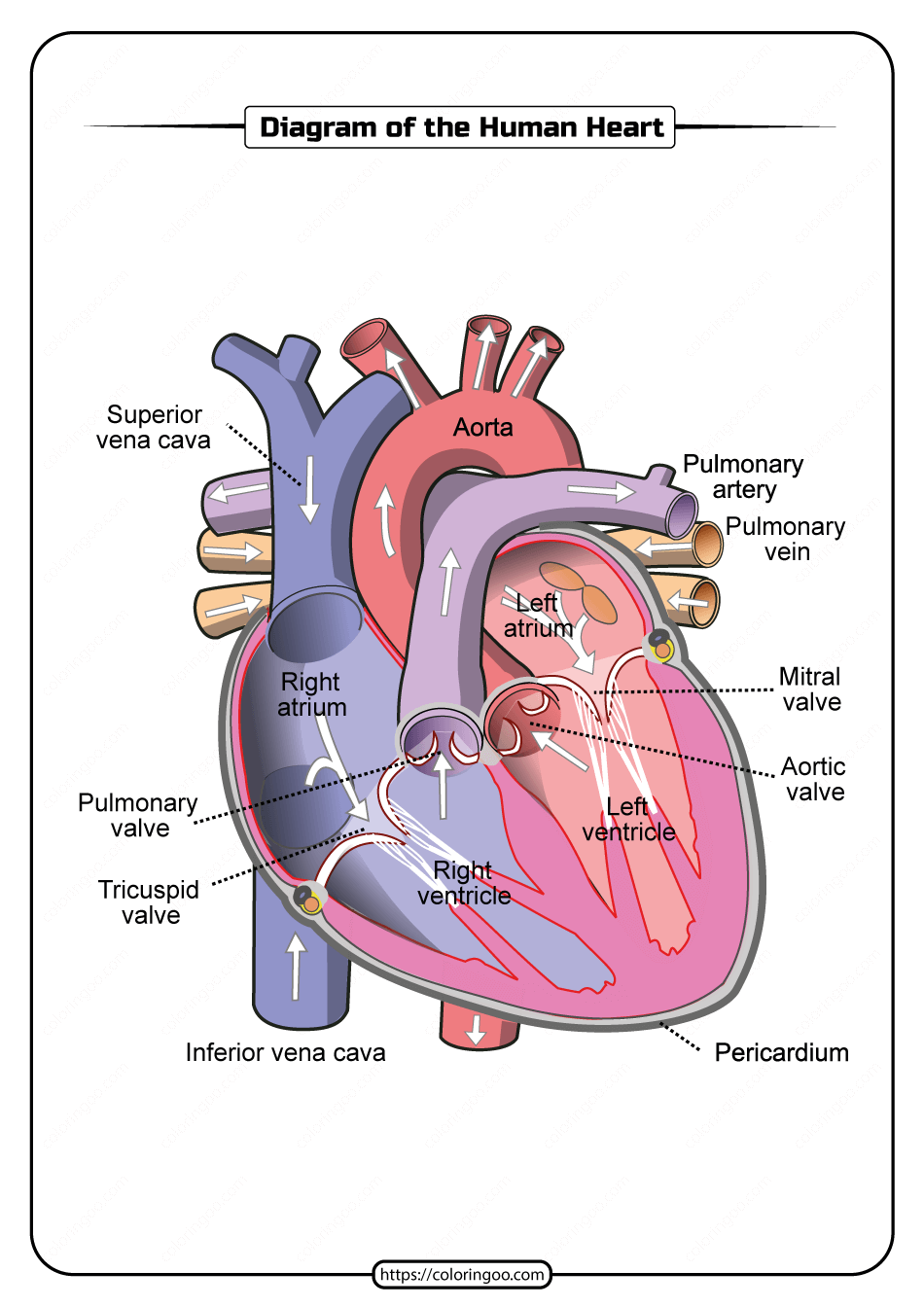 Heart Diagram To Label Printable Printable Word Searches