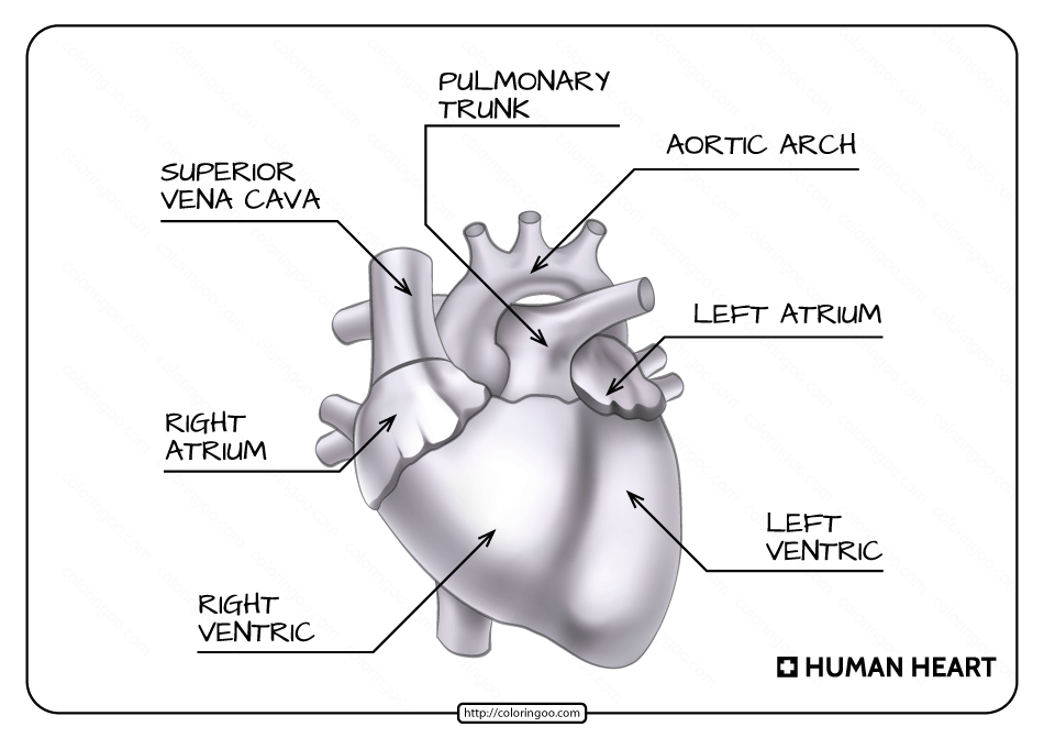 free printable parts of the human heart worksheet