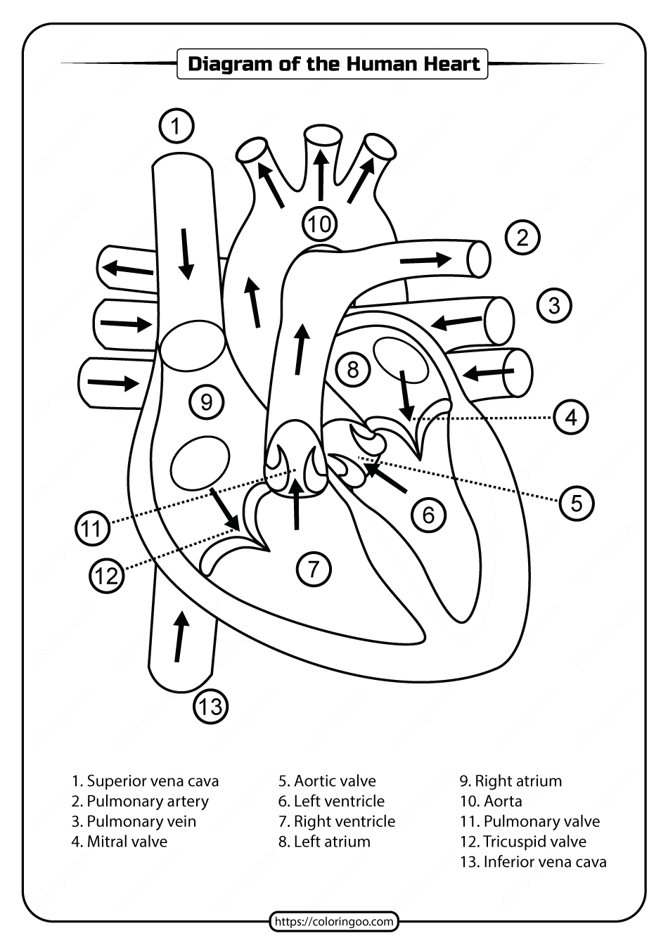 Printable Diagram of the Human Heart Pdf Worksheet