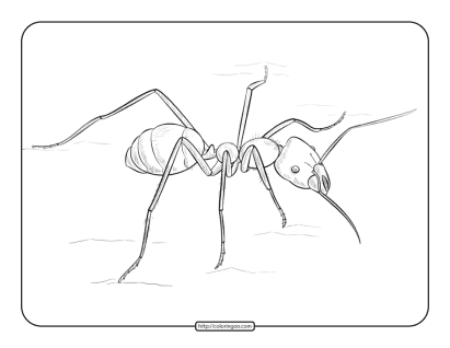 ant coloring pages