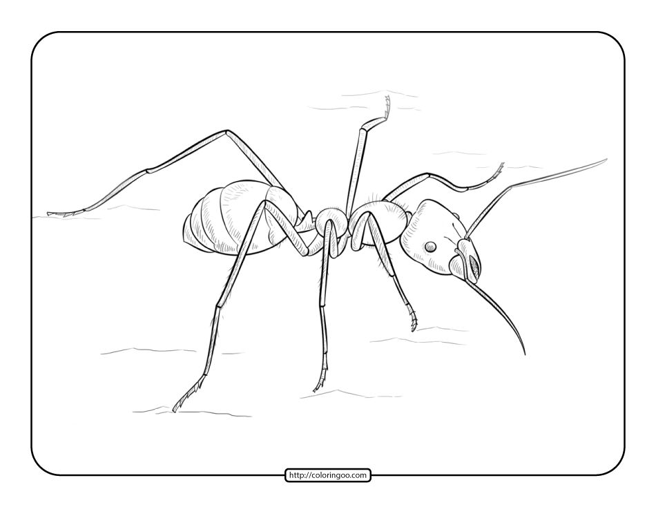 ant coloring pages