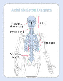 printable axial skeleton diagram pdf worksheet