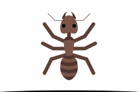 ant